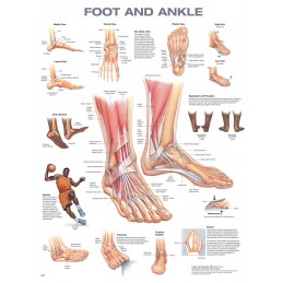 Foot and Ankle Anatomical...