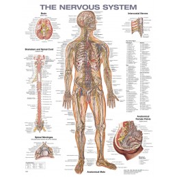 The Nervous System Anatomical Chart