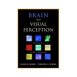 Brain and Visual Perception