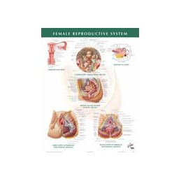 Female Reproductive System Chart