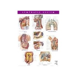 Lymphatic System Chart