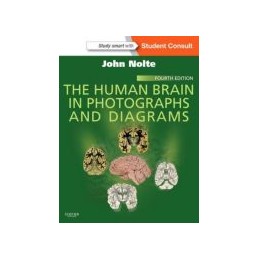 The Human Brain in...