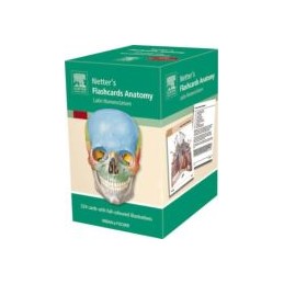 Flashcards Anatomy