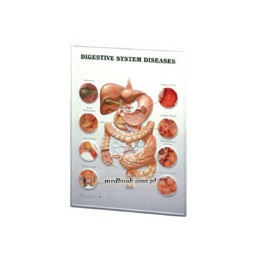 The Digestive System...