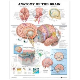 Anatomy of the Brain...