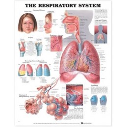 The Respiratory System Anatomical Chart