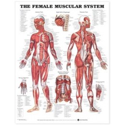 The Female Muscular System Anatomical Chart