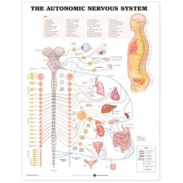 The Autonomic Nervous System Anatomical Chart