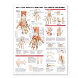 Anatomy and Injuries of the...