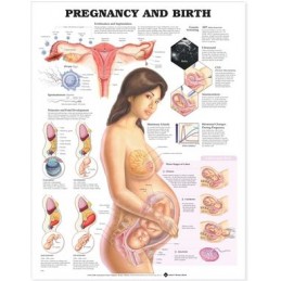 Pregnancy and Birth