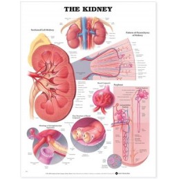 The Kidney Anatomical Chart