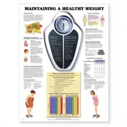 Maintaining A Healthy Weight