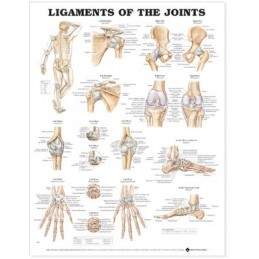 Ligaments of the Joints Anatomical Chart