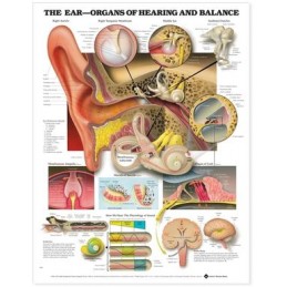 The Ear: Organs of Hearing and Balance Anatomical Chart