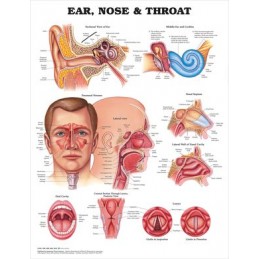 Ear, Nose and Throat Anatomical Chart