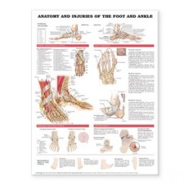 Anatomy and Injuries of the...