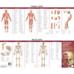 Anatomical Chart Company's...