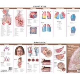 Anatomical Chart Company's...