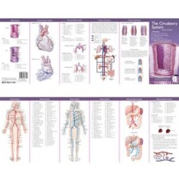 Anatomical Chart Company's...