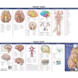 Anatomical Chart Company's...