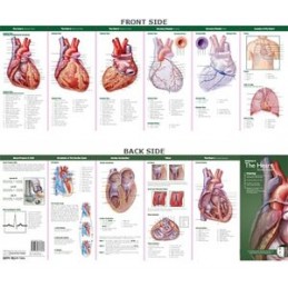 Anatomical Chart Company's...