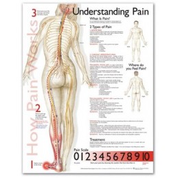 Understanding Pain Anatomical Chart