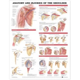 Anatomy and Injuries of the Shoulder Anatomical Chart