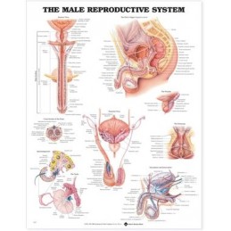 The Male Reproductive System Anatomical Chart