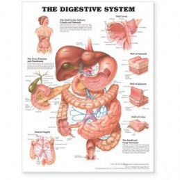 The Digestive System...