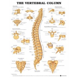 The Vertebral Column...