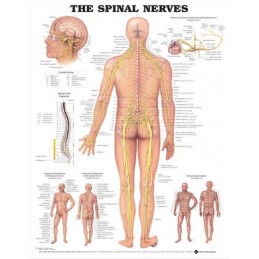 The Spinal Nerves...