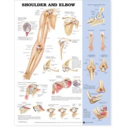 Shoulder and Elbow...