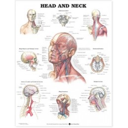 Head and Neck Anatomical Chart