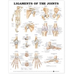 Ligaments of the Joints...