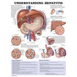 Understanding Hepatitis...