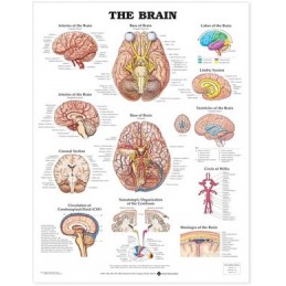 The Brain Anatomical Chart