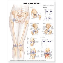 Hip and Knee Anatomical Chart