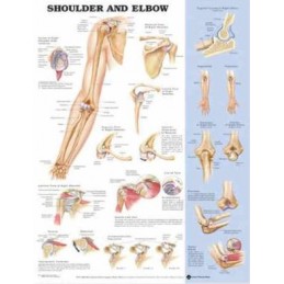 Shoulder and Elbow...