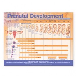 Prenatal Development...