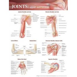 Joints of the Upper...