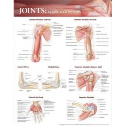 Joints of the Upper...