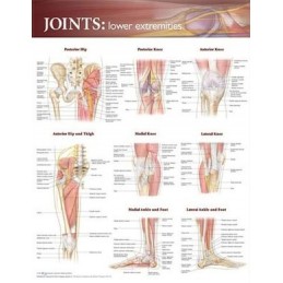 Joints of the Lower...