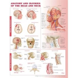 Anatomy and Injuries of the...