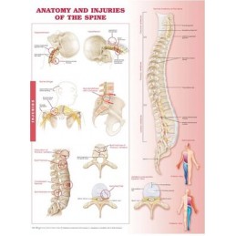 Anatomy and Injuries of the Spine Anatomical Chart