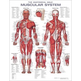 The Anatomical Male Muscular System Anatomical Chart