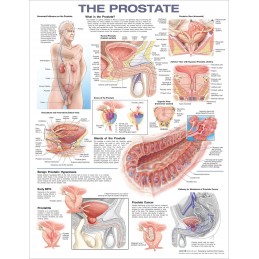 The Prostate Anatomical Chart