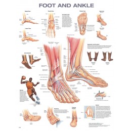 Foot and Ankle Anatomical Chart