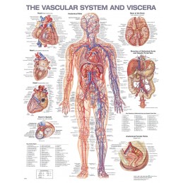 The Vascular System and Viscera Anatomical Chart