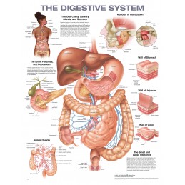 The Digestive System Anatomical Chart