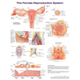 The Female Reproductive...